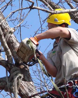 Спил и обрезка деревьев
