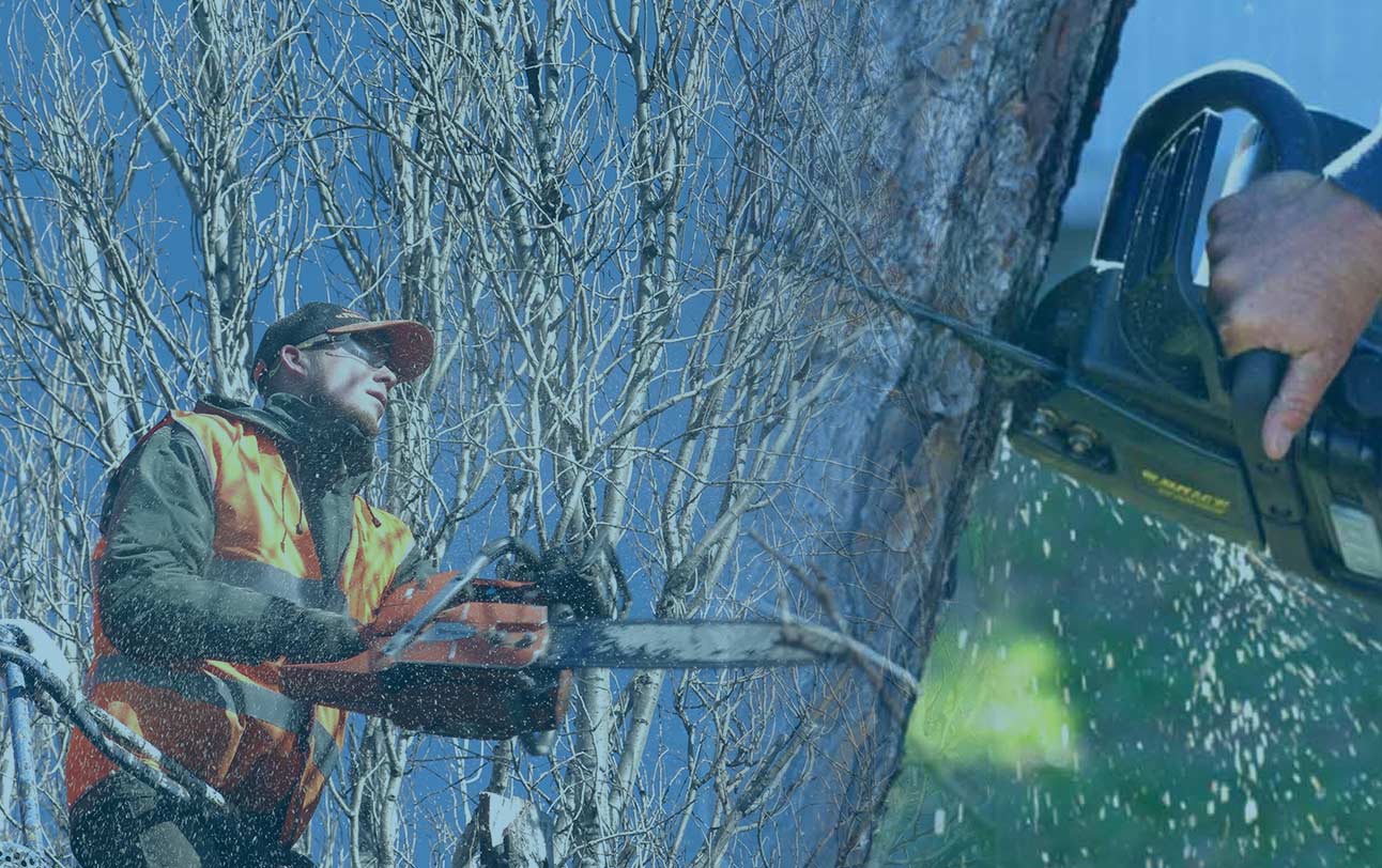 Обрезка и спил деревьев в Днепре